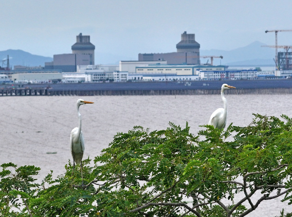 美麗中國看核電丨三門：懷抱山海 共棲自然