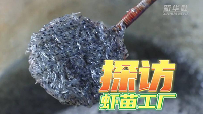 這個工廠,每天銷售蝦苗約2000萬尾