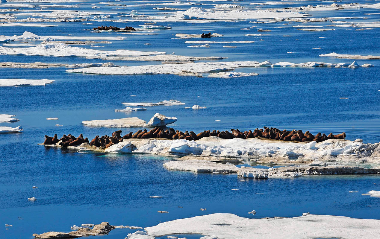 新千年前夜，我在北極感悟“新大陸”