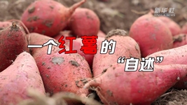 想看看紅薯的“鍍金”之旅嗎？來聽聽“自述”吧！