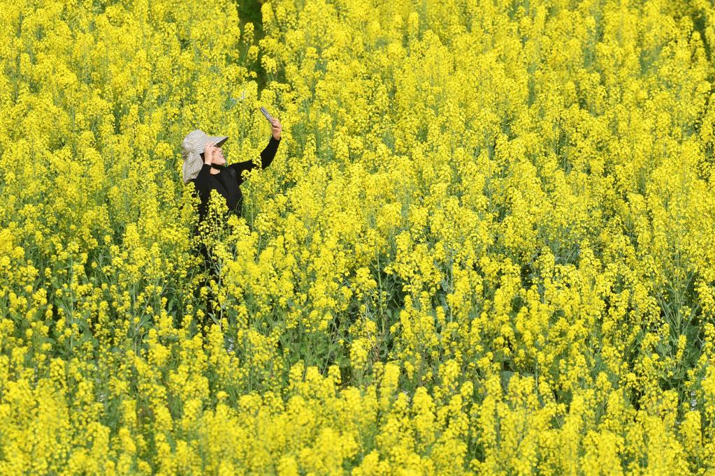 湖南常德：油菜花開迎客來