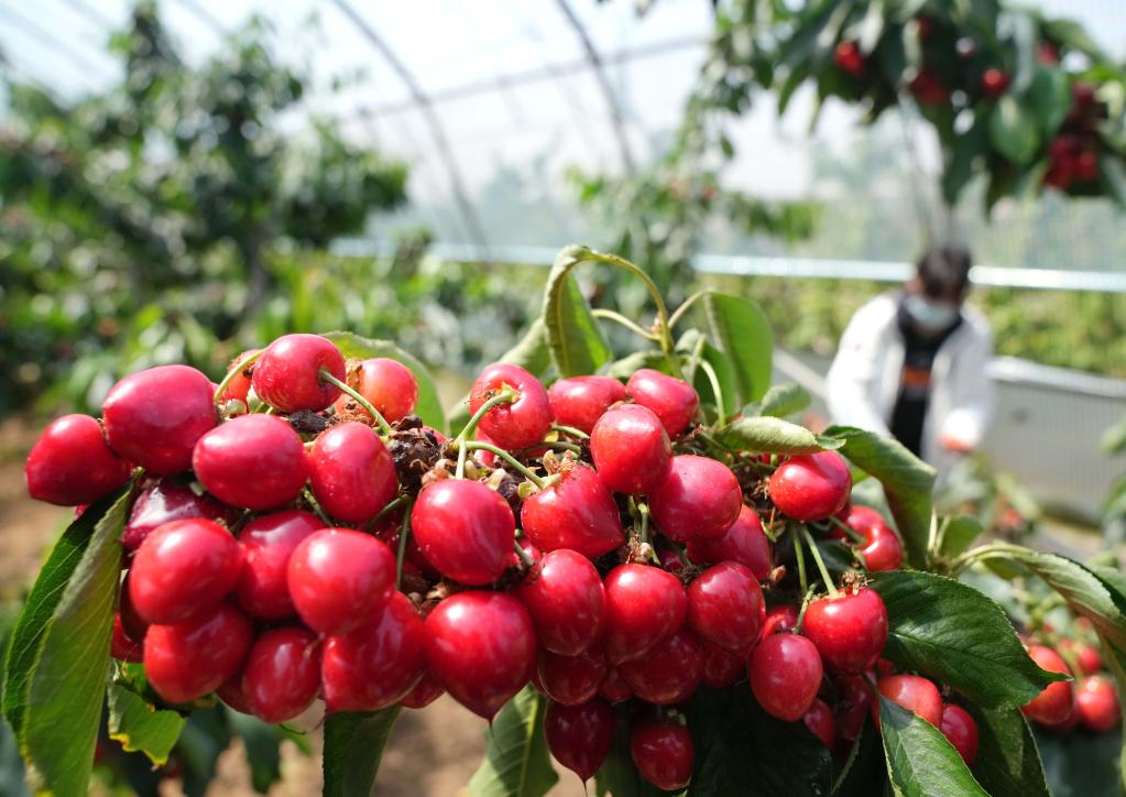 山海關:櫻桃果香飄四方