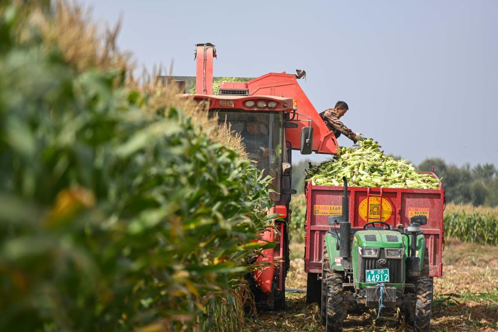 內(nèi)蒙古準(zhǔn)格爾旗:甜糯玉米迎豐收