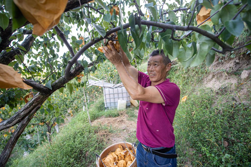 浙江云和:雪梨進入收獲季