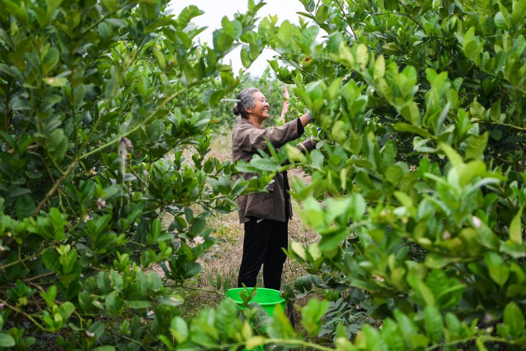 新華全媒+丨重慶大足:中藥材產業助推鄉村振興