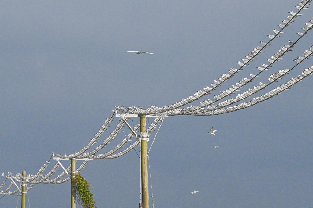 新華全媒+丨?？跐竦?萬鳥翔集