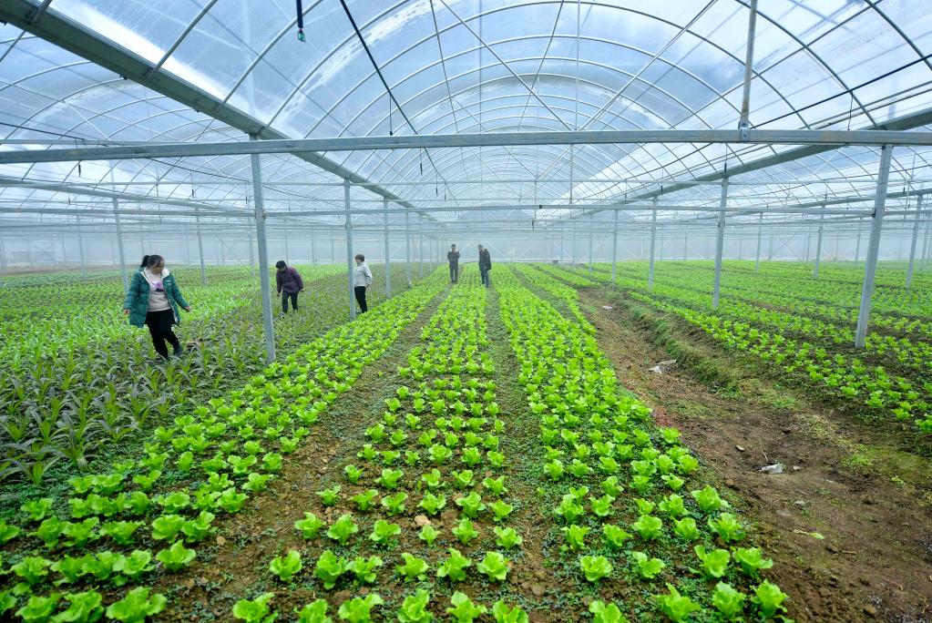 湖北恩施:“設(shè)施蔬菜”興鄉(xiāng)村