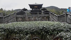 新華全媒+丨長(zhǎng)興紫筍茶:幽香越千年