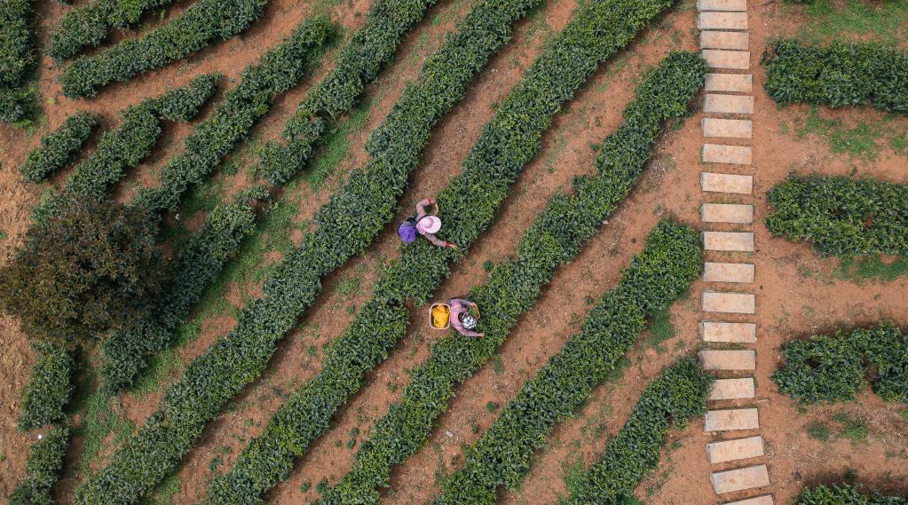 貴州:明前茶 采摘忙