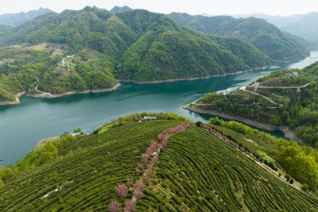 陜西漢濱:春滿茶園采摘忙