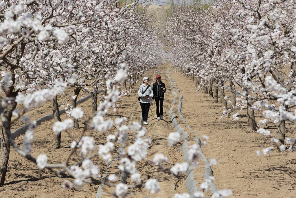 甘肅東鄉(xiāng):杏花盛開(kāi)滿園春