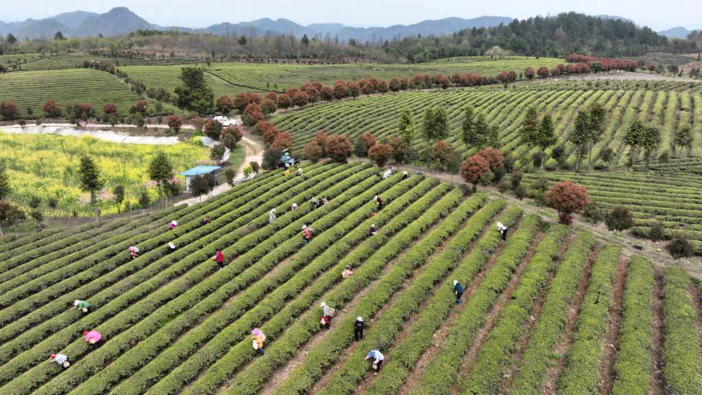 貴州岑鞏:采茶制茶促增收