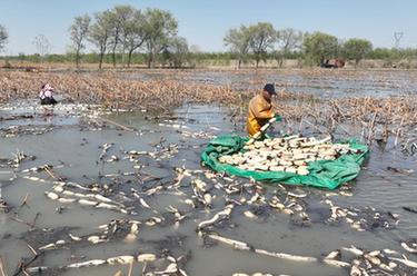 河北豐南:蓮藕種植助農(nóng)增收
