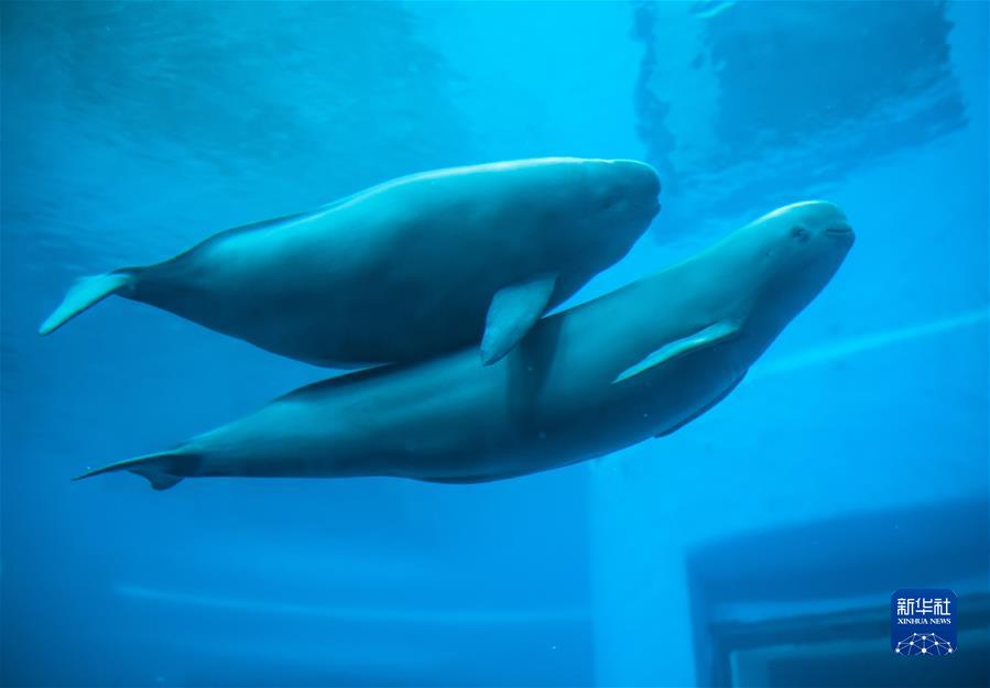 （新華全媒頭條·圖文互動(dòng)）（2）生態(tài)美、產(chǎn)業(yè)興、文化昌——長江經(jīng)濟(jì)帶生態(tài)優(yōu)先、綠色發(fā)展見聞