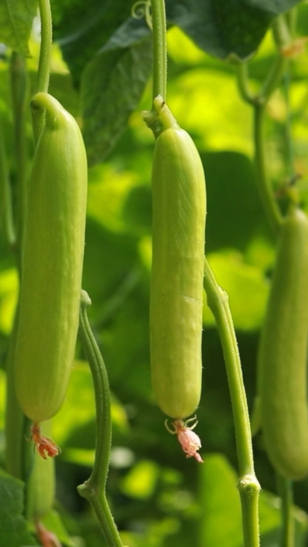 在寿光种大棚是种什么体验？