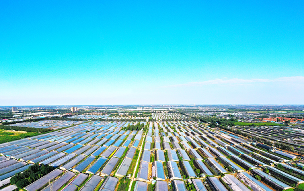 县·观察|山东寿光：中国人的“菜篮子”又上新了