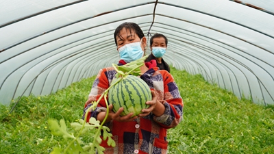 疫情致浦東120萬斤西瓜滯銷？記者實地探訪