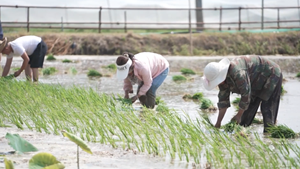 安徽:多措并舉抗旱搶種保豐收