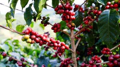 又是一年咖啡紅!云南寧洱鮮果初加工實現(xiàn)“加速度”