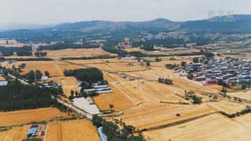 麥收新事｜麥香，飄向遠方