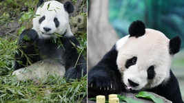 大熊貓“團團”,感謝你帶給兩岸同胞的美好回憶!