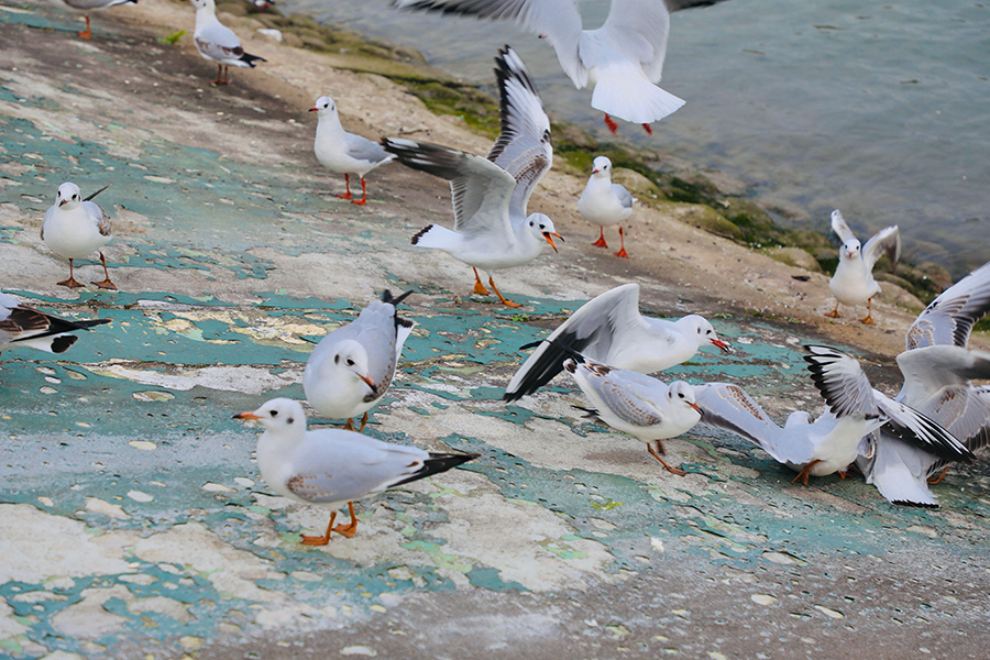 初冬時節 重慶再遇紅嘴鷗
