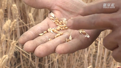 “關中第一鐮”開鐮收麥啦!未來半個月,關中平原滿眼金黃