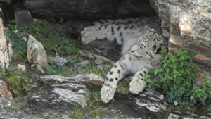 青海:生態管護員近距離拍到雪豹