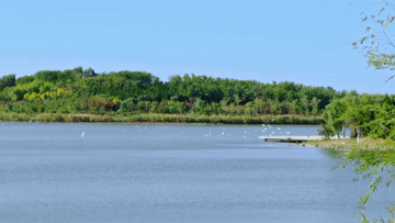 山東馬踏湖治理:水清了 人富了