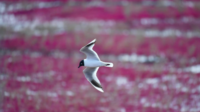 生態好不好,看鳥就知道——遼河口濕地保護見聞